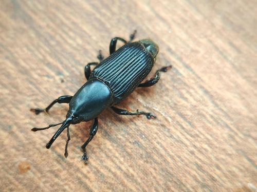 Banana Stem weevil