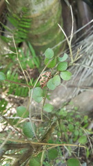 Melicytus micranthus