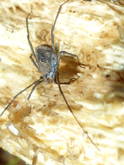Ortholasma rugosum