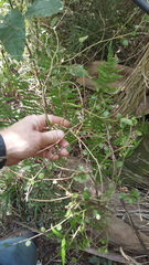 Melicytus micranthus