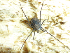 Ortholasma rugosum