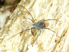 Ortholasma rugosum