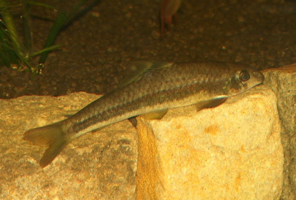 Epalzeorhynchos