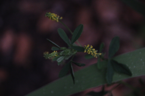 iNaturalist observation photo of small melilot