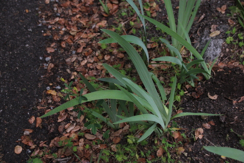 iNaturalist observation photo of Iridoideae