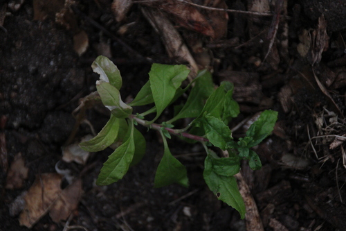 iNaturalist observation photo of Dicots