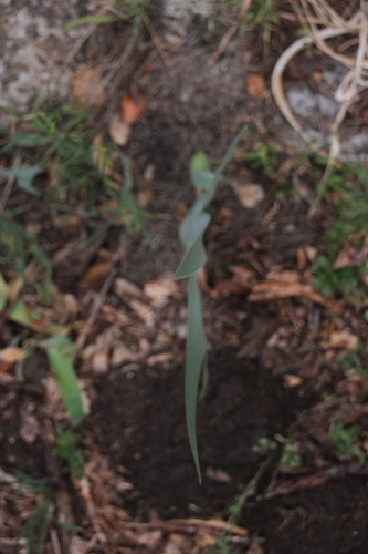 iNaturalist observation photo of Iridoideae