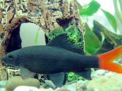 Red Tailed Shark photo 2