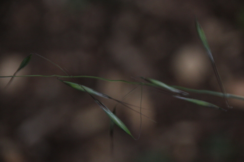 iNaturalist observation photo of Oats