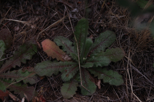 iNaturalist observation photo of Cat's-Ears