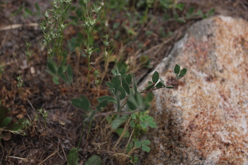 iNaturalist observation photo of deervetch