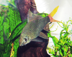 Red Tailed Shark photo 3