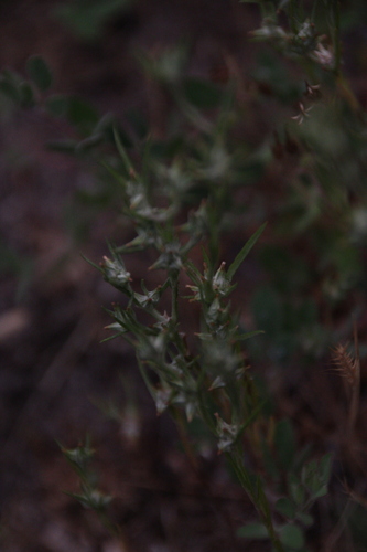 iNaturalist observation photo of cottonroses