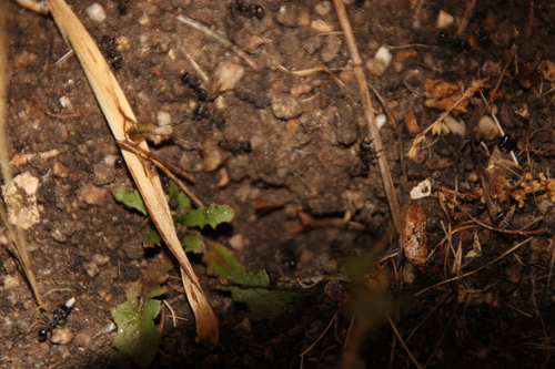iNaturalist observation photo of Andre's Harvester Ant