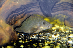 Red Tailed Shark photo 4