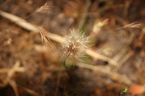 iNaturalist observation photo of Smooth Cat's Ear
