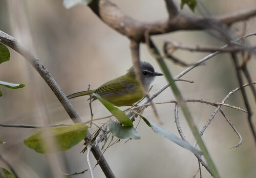 Yellow-bellied Warbler (Abroscopus superciliaris), photo 5