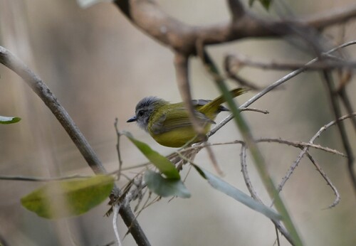 Yellow-bellied Warbler (Abroscopus superciliaris), photo 4