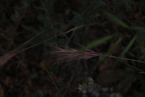 iNaturalist observation photo of bromes