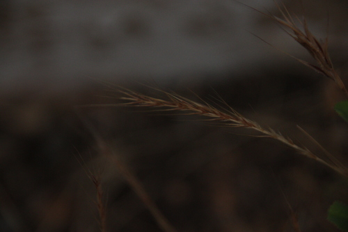 iNaturalist observation photo of Fescues