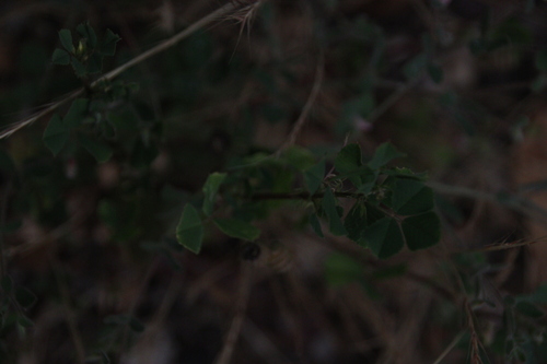 iNaturalist observation photo of bur clover