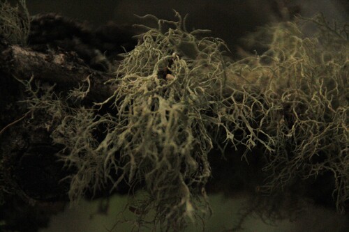 iNaturalist observation photo of Shield Lichens, Sunburst Lichens, Rosette Lichens, and Allies