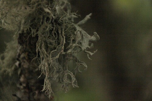 iNaturalist observation photo of bushy lichens