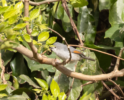 Red-winged Grey Warbler (Drymocichla incana), photo 2