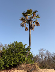Borassus aethiopum, photograph (c) avocat, some rights reserved (CC BY)