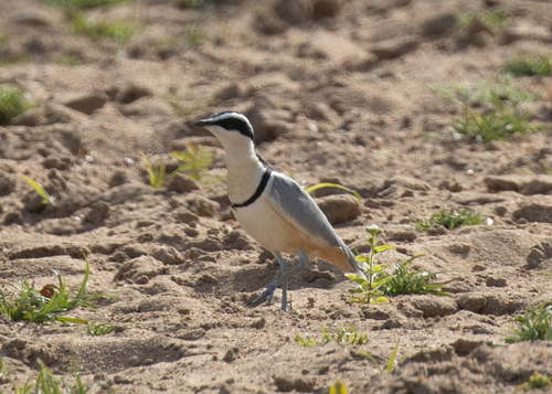 Egyptian Plover (Pluvianus aegyptius), photo 4