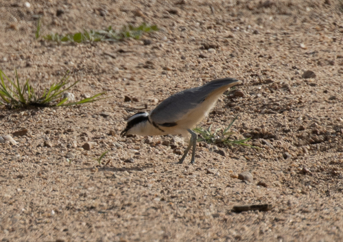 Egyptian Plover (Pluvianus aegyptius), photo 10