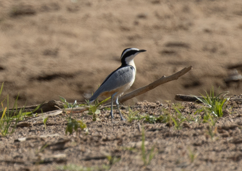 Egyptian Plover (Pluvianus aegyptius), photo 9