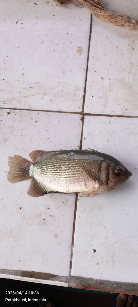 Kissing Gourami (Helostoma temminckii)