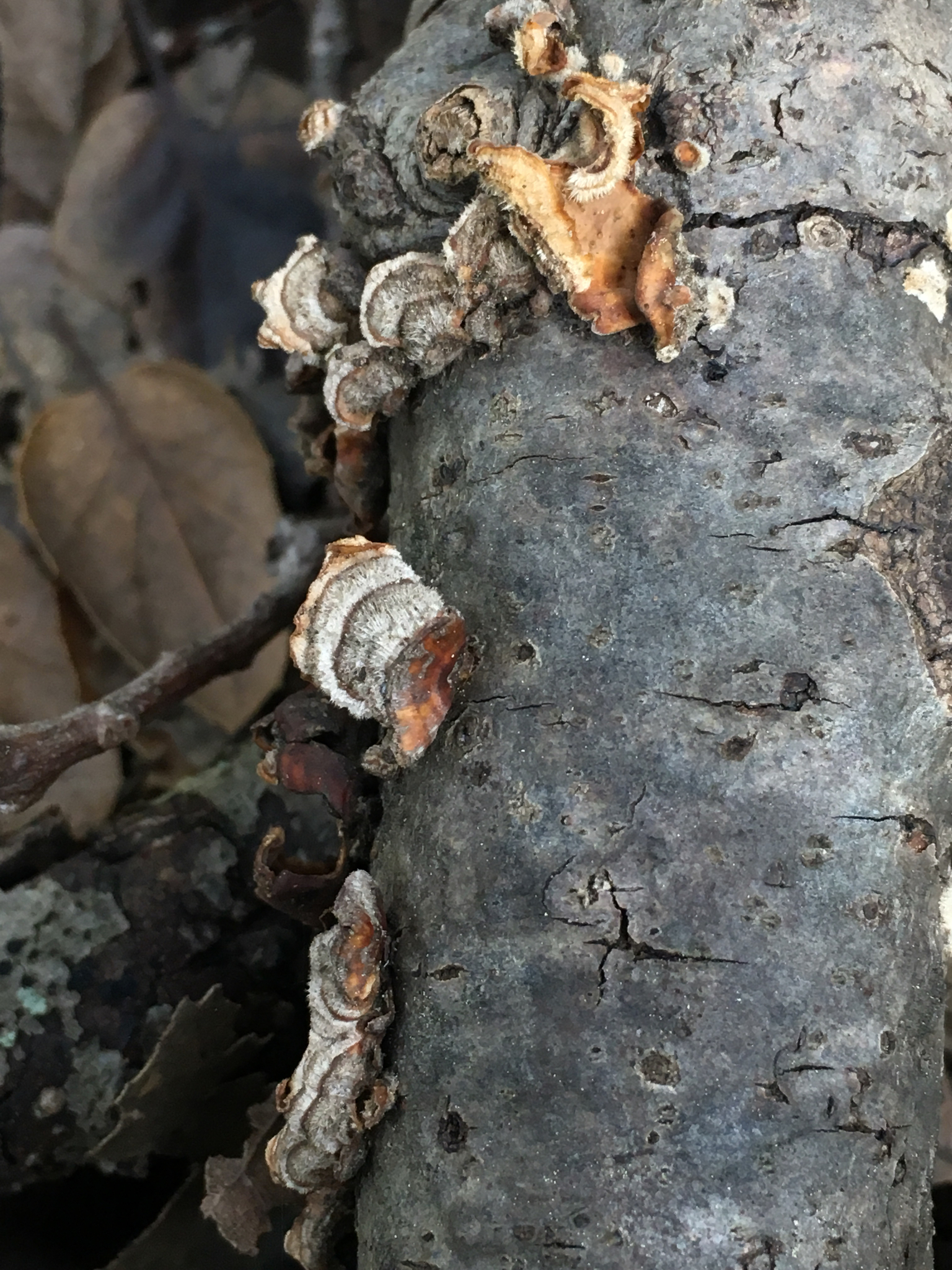 Stereum hirsutum image