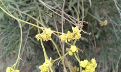 Parthenium argentatum