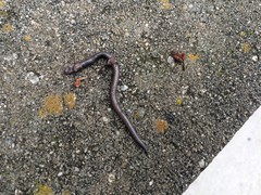 Batrachoseps nigriventris