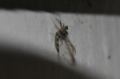 iNaturalist observation photo of Small Mayflies