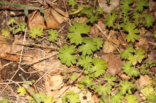 iNaturalist observation photo of geraniums and cranesbills