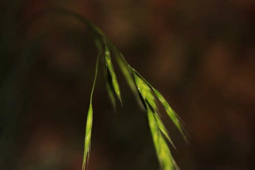 iNaturalist observation photo of bromes