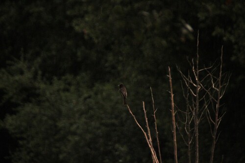 iNaturalist observation photo of Black Phoebe
