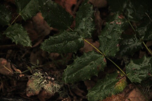 iNaturalist observation photo of Barberries