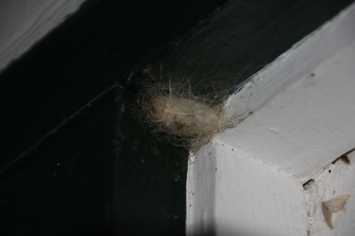iNaturalist observation photo of Western Tussock Moth