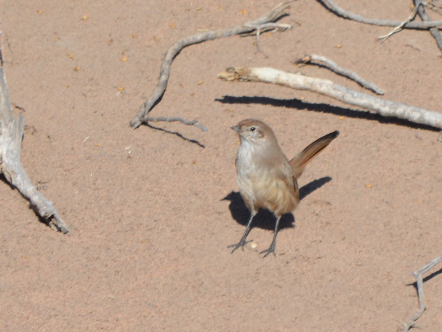 Sandy Gallito (Teledromas fuscus), photo 2