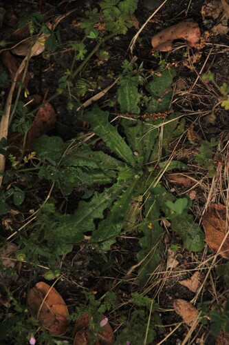 iNaturalist observation photo of Cat's-Ears