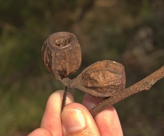 Eucalyptus planchoniana