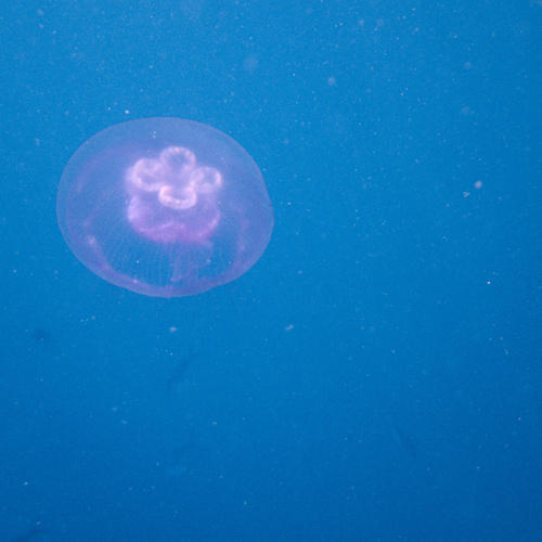 Aurelia solida (Aurelia solida)