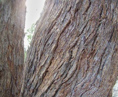 Eucalyptus planchoniana
