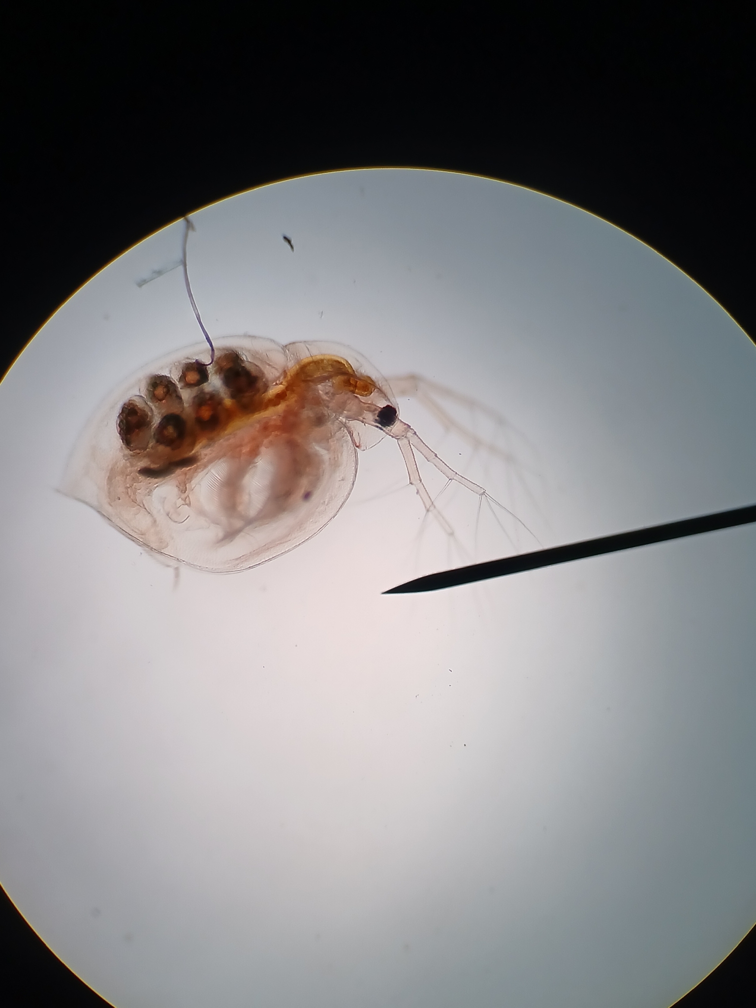 Daphnia ephemeralis (Schwartz & Hebert, 1985)