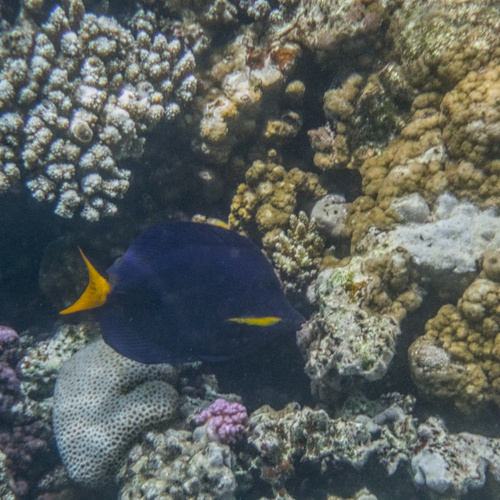Zebrasoma xanthurum