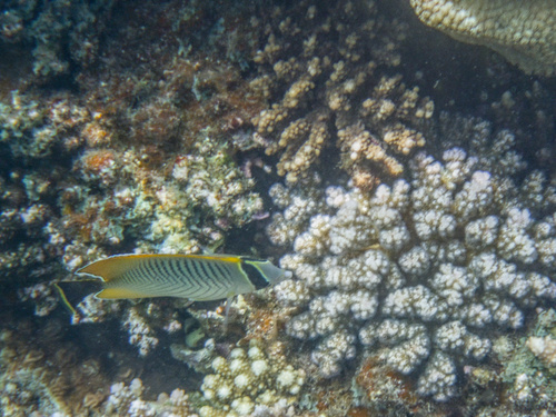 Chevron Butterflyfish (Chaetodon trifascialis)